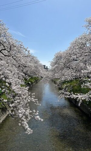 <span class="title">桜を見にいきました！</span>